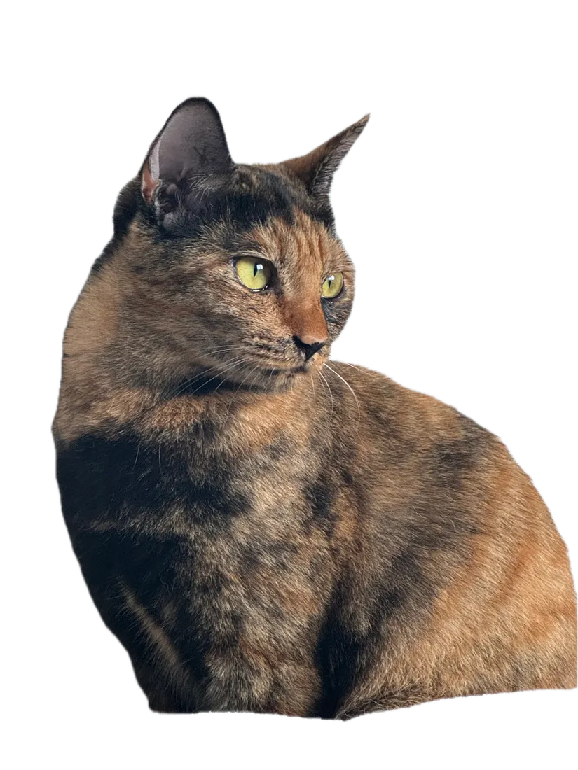 相談を待つサビ猫みぃちゃん