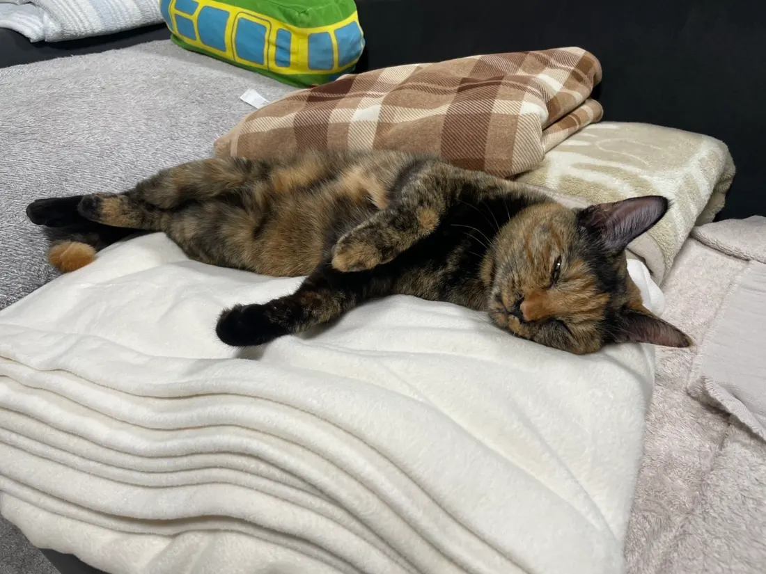 くつろぐみぃちゃん