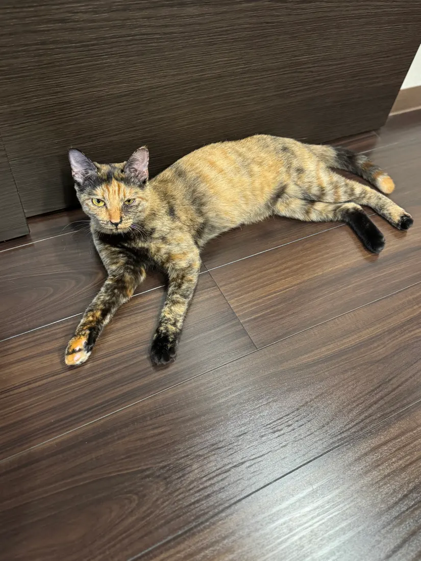 見ていますのみぃちゃん
