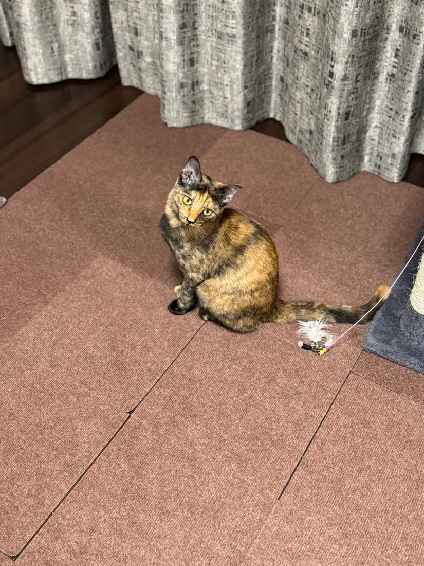 待機中のみぃちゃん