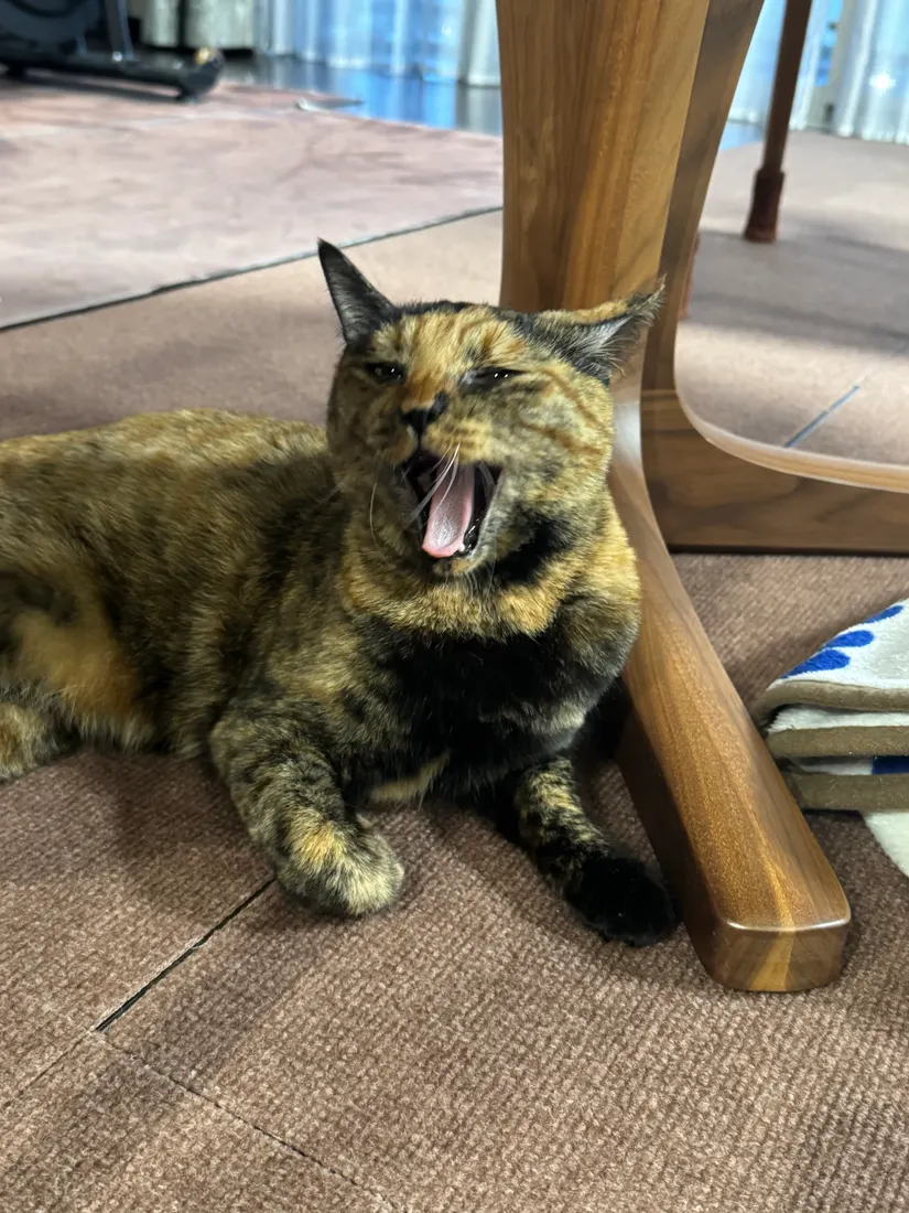 あくびするみぃちゃん