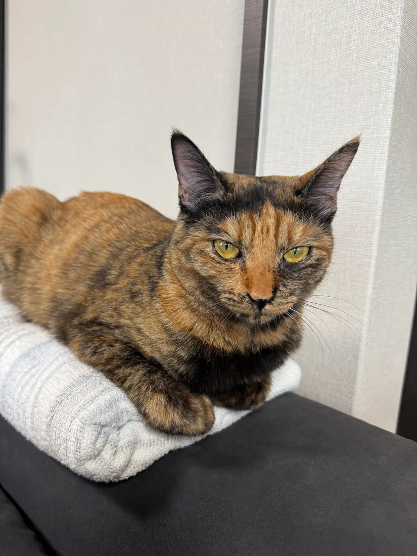 今日もえらいのみぃちゃん